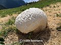 Calvatia booniana-amf1165